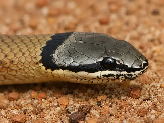 Western crowned snake, Elapognathus coronatus