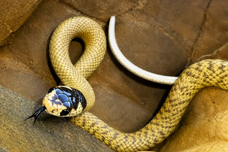 Juvenile dugite showing dark head and neck markings