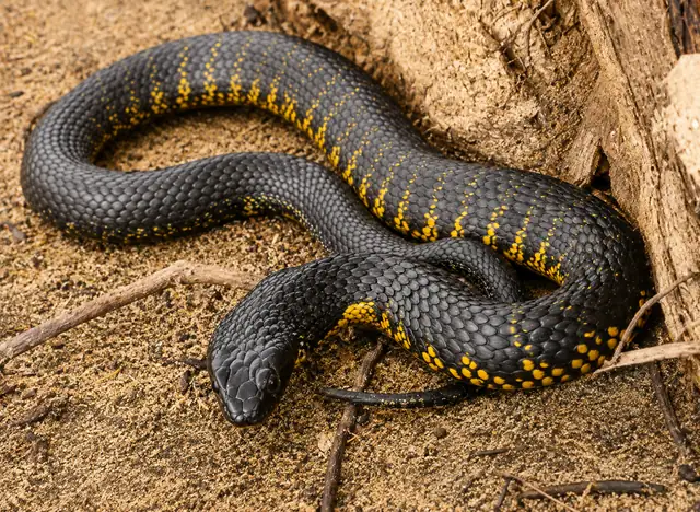 Tiger snake, Notechis scutatus